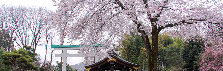 出雲大社相模分祠 桜まつり